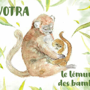 Avotra, le lémurien des bambous